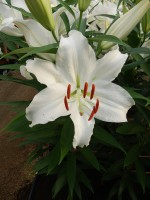 [4245 Universe EVR No02.JPG]